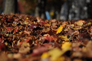 leaves-101329_640